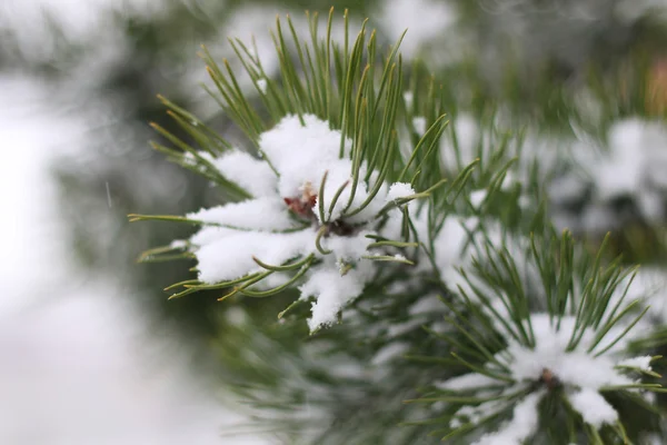 First winter snow branches — Stock Photo, Image