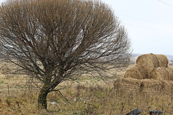 Fall field straw stack