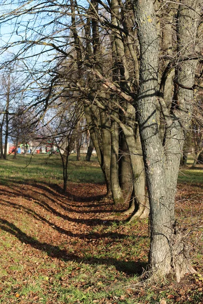 Jesienne drzewa parku gołe — Zdjęcie stockowe