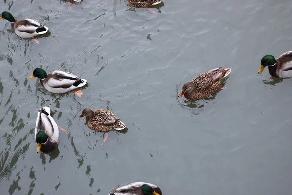 冬季公园养鸭子的池塘 — 图库照片