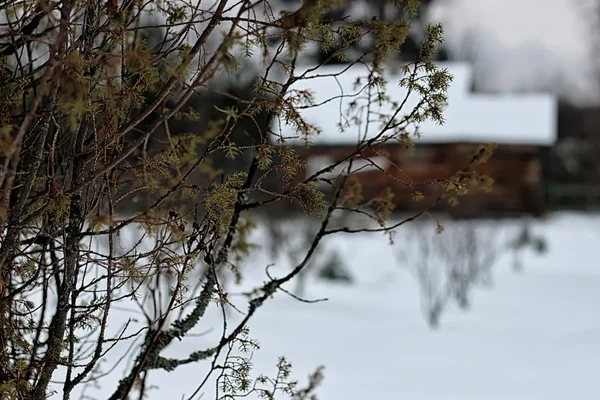 Ormandaki ev Kış — Stok fotoğraf