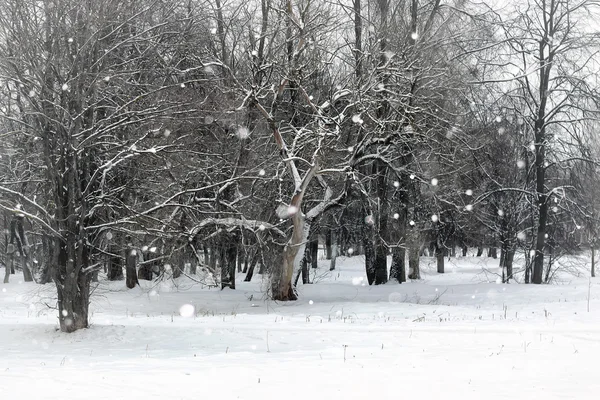 Landscape winter park trees — Stock Photo, Image