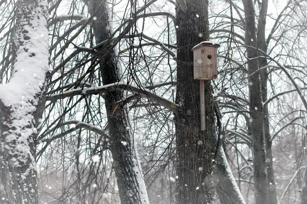 Nichoir dans un arbre dans la neige hiver — Photo