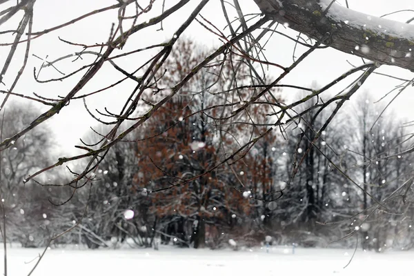 Landschap winterpark bomen — Stockfoto