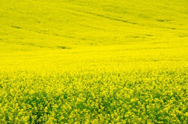 Çiçek açması tecavüz ile tarım alanı.