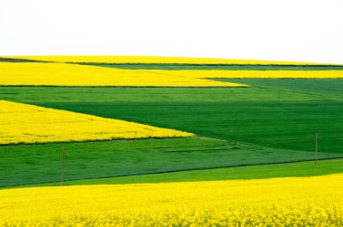 Alanları genç buğday ve kolza.