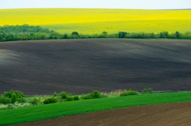 Kolza, ayçiçeği ve genç buğday ekili tarım alanları. 
