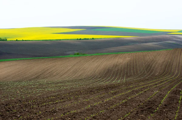 Сільськогосподарські поля посіяні колозою, соняшником і пшеницею молодою . — стокове фото