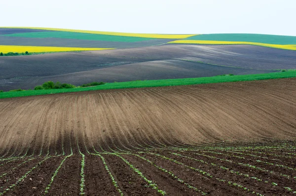 Zemědělská pole oseté řepky, slunečnice a mladé pšenice. — Stock fotografie