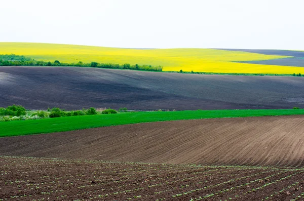 Agricultural fields sown with colza, sunflower and wheat young. — Stock Photo, Image