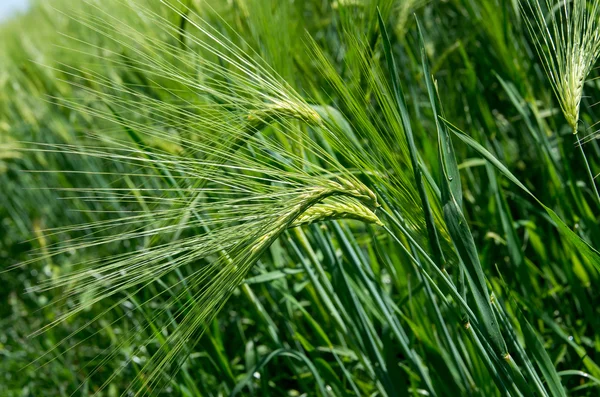 Arpa ile ekili alan. — Stok fotoğraf