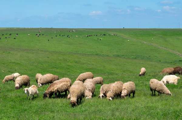 羊や牛の群れ. — ストック写真