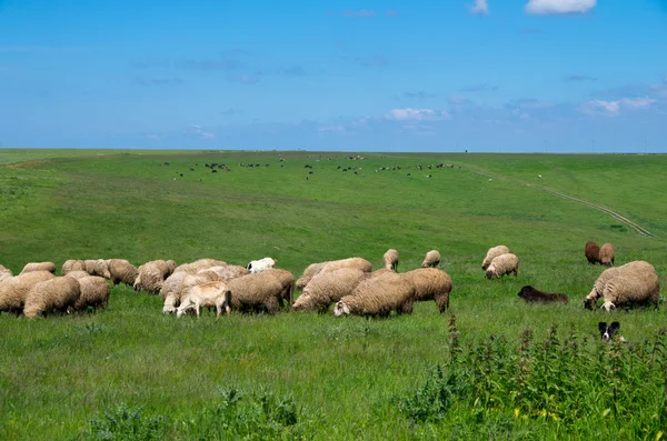 Efectivos de ovinos e vacas . — Fotografia de Stock