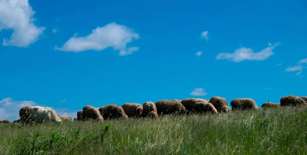 Rebanho de ovinos . — Fotografia de Stock