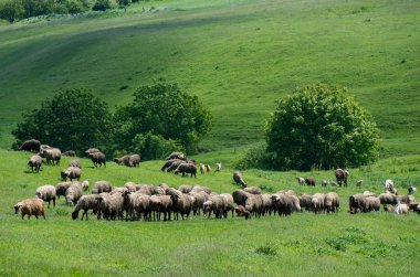 Hayvan otlatma sürüsü.