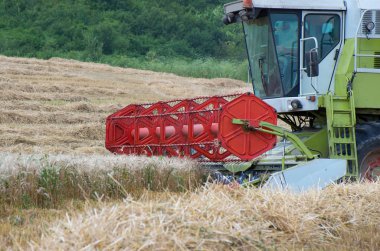 Hasat. Buğday hasat.
