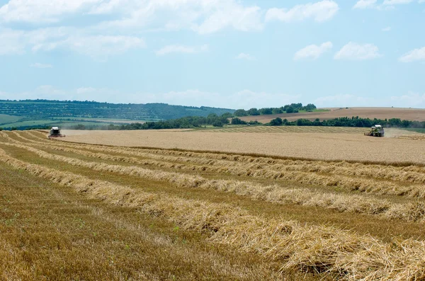 収穫。小麦の収穫. — ストック写真