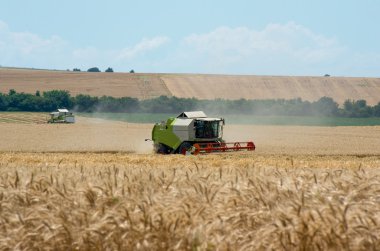 Buğday hasat birleştirin. Hasat.