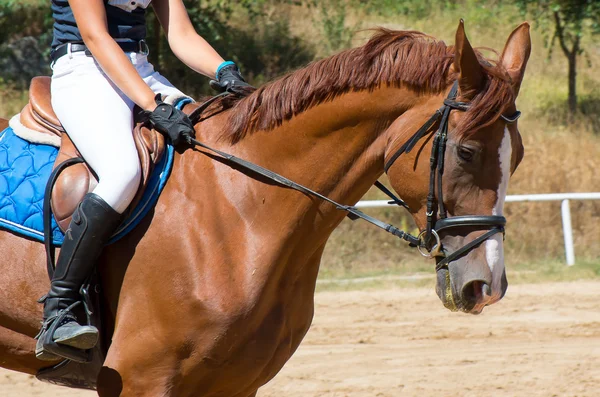 Caminar con caballo . — Foto de Stock