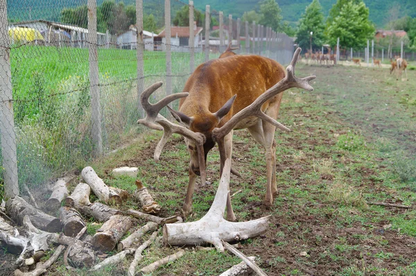 Deer. Wild animals in captivity.