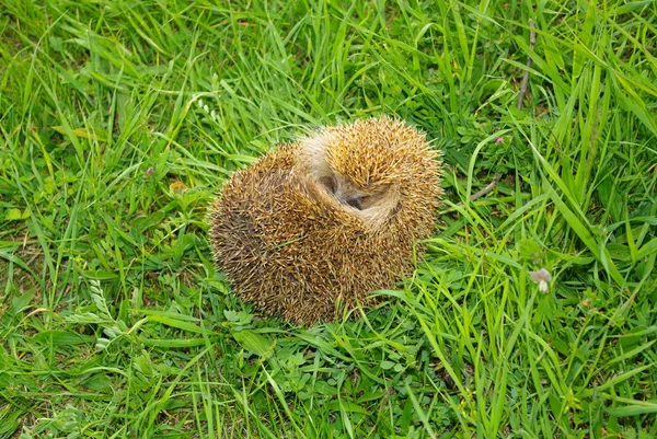 Hedgehog green meadow. — Stock Photo, Image