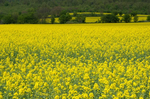 Field with rapeseed. — Stock Photo, Image