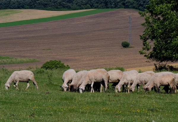 牧草地に羊の放牧の群れ — ストック写真