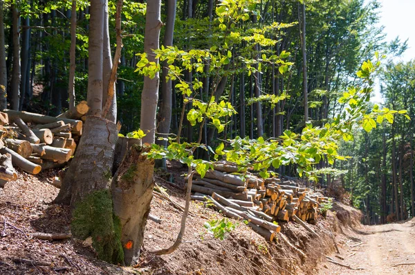 Holzgewinnung. Bäume für die Industrie gefällt und gelagert Stockbild