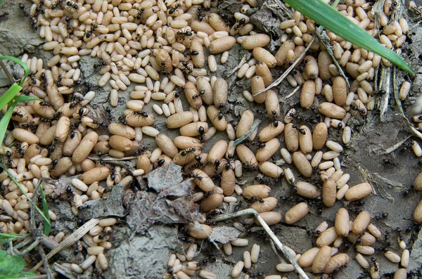 Schwarze Gartenameise - Nest mit Puppen. lizenzfreie Stockfotos