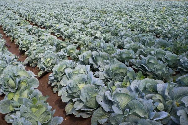 Green cabbage in the farm field — Stock Photo, Image