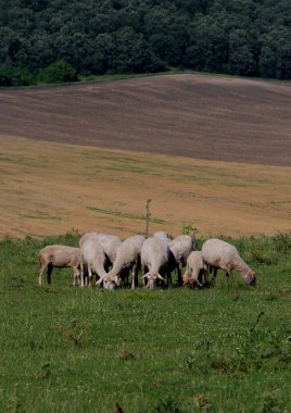Küçük bir çiftlikte koyun çiftliği
