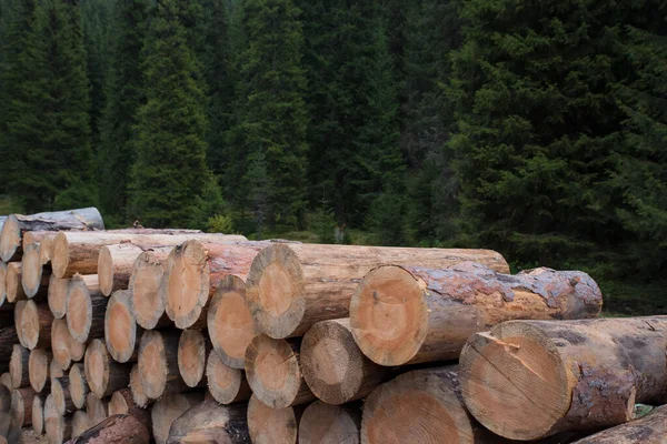 Skogsröjning av döda träd, förstörd av barkborre — Stockfoto