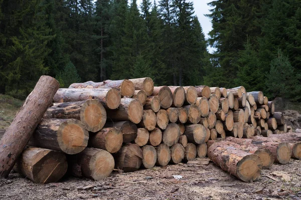 Skogsröjning av döda träd, förstörd av barkborre. Ekologiskt problem. — Stockfoto