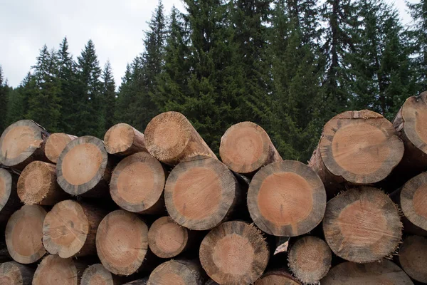 Ansvarsfullt avlägsnande av ett dött träd i Europa, förstört av bark skalbagge - ps acuminatus gyll — Stockfoto