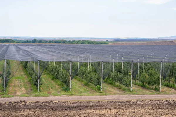 Flat net anti-hail covering sustem. — Stock Photo, Image