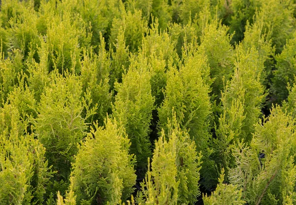 Smaragd Arborvitae Occidentalis Janed Gold Highlights Arborvitae Evergreen Coniferous Tree — Stock Photo, Image