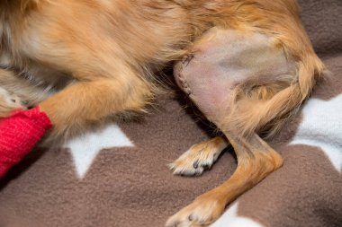 Anatomik anormalliklerin cerrahi düzeltmesi. Kemik yapılandırması