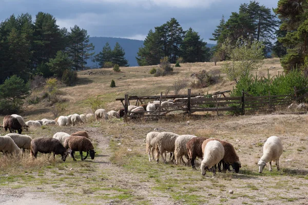山の牧草地に羊 — ストック写真