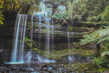 Russell Falls Tazmanya Dağı Ulusal Parkı 'nda