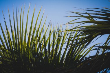 Arka planda mavi gökyüzü olan kumsalda yeşil palmiye yaprakları.