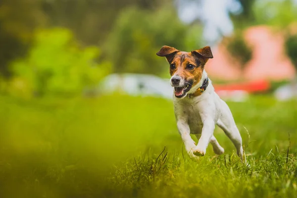 Jovem Jack Russel Terrier Chamado Blue Está Correndo Direção Câmera — Fotografia de Stock