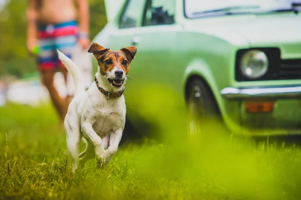 Jeune Jack Russel Terrier Nommé Blue Court Vers Caméra Dans — Photo