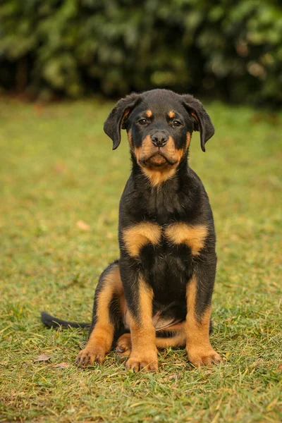 Cute Young Rottweiler Puppy Curious Look Sitting Green Grass — Stock Photo, Image