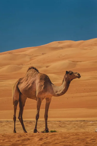 Cammello Deserto Arabo Sotto Cielo Blu Intenso Ricco — Foto Stock