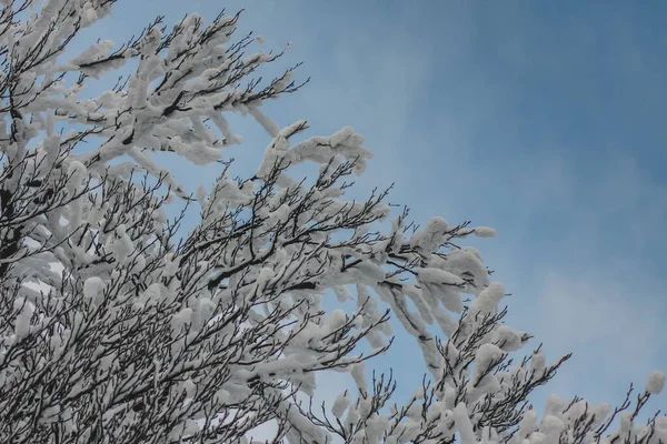 Mit Schnee Bedeckte Äste Hellblauen Himmel Winter — Stockfoto