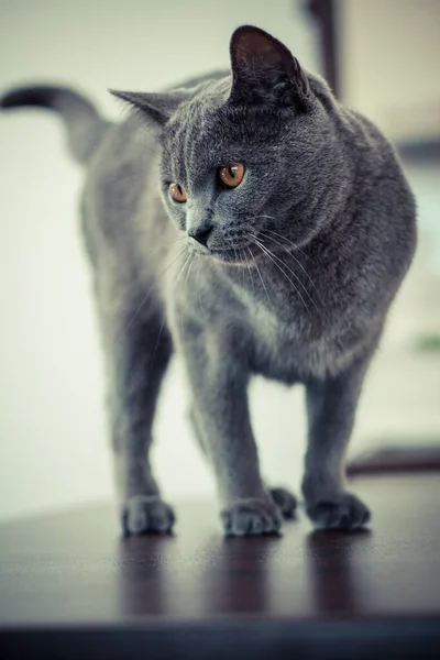Eine Niedliche Graue Katze Mit Schönem Fell Und Gelben Augen — Stockfoto