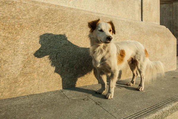 Small White Brown Dog Standing Evening Sun Next Wall Looking — Stock Photo, Image
