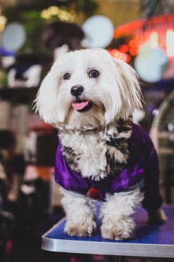 Bir dükkânda mor bir elbise giymiş şirin bir teriyer poz veriyor..