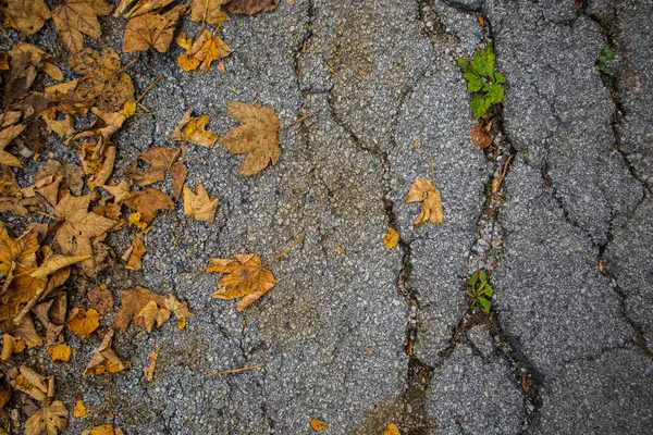 Διαφορετικά Φύλλα Φθαρμένο Ασφαλτοστρωμένο Δρόμο Φθινοπωρινή Διαδρομή Από Ψηλά — Φωτογραφία Αρχείου