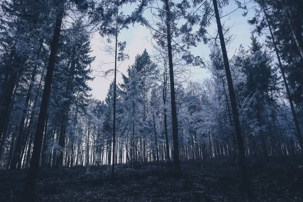 Φανταστικό Λευκό Και Μπλε Δάσος Μυστηριώδες Και Κρύο Αποκριάτικο Τοπίο — Φωτογραφία Αρχείου